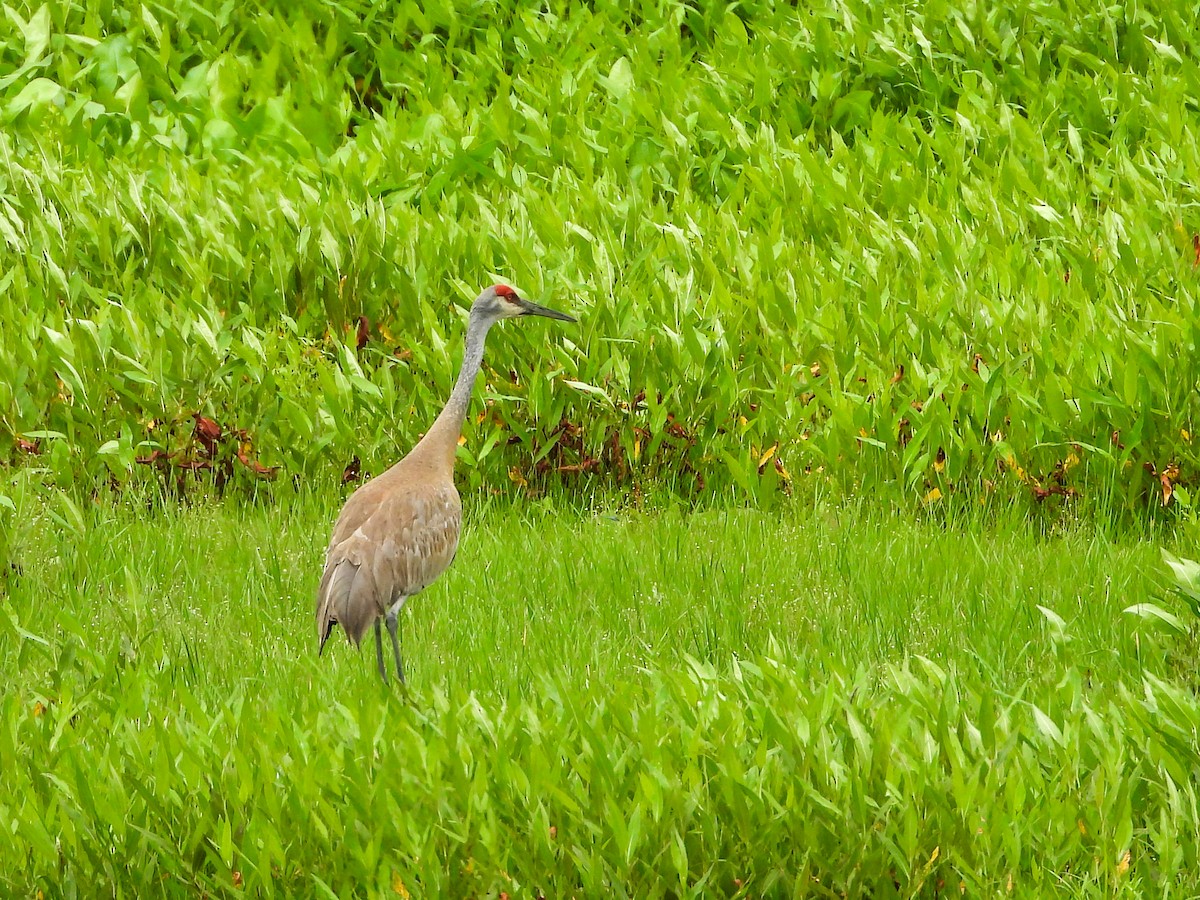 Sandhill Crane - ML639083218