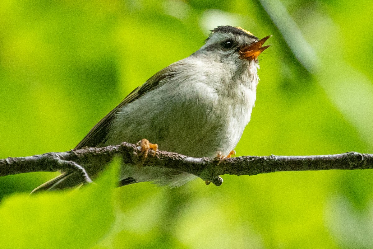 Golden-crowned Kinglet - ML639083221