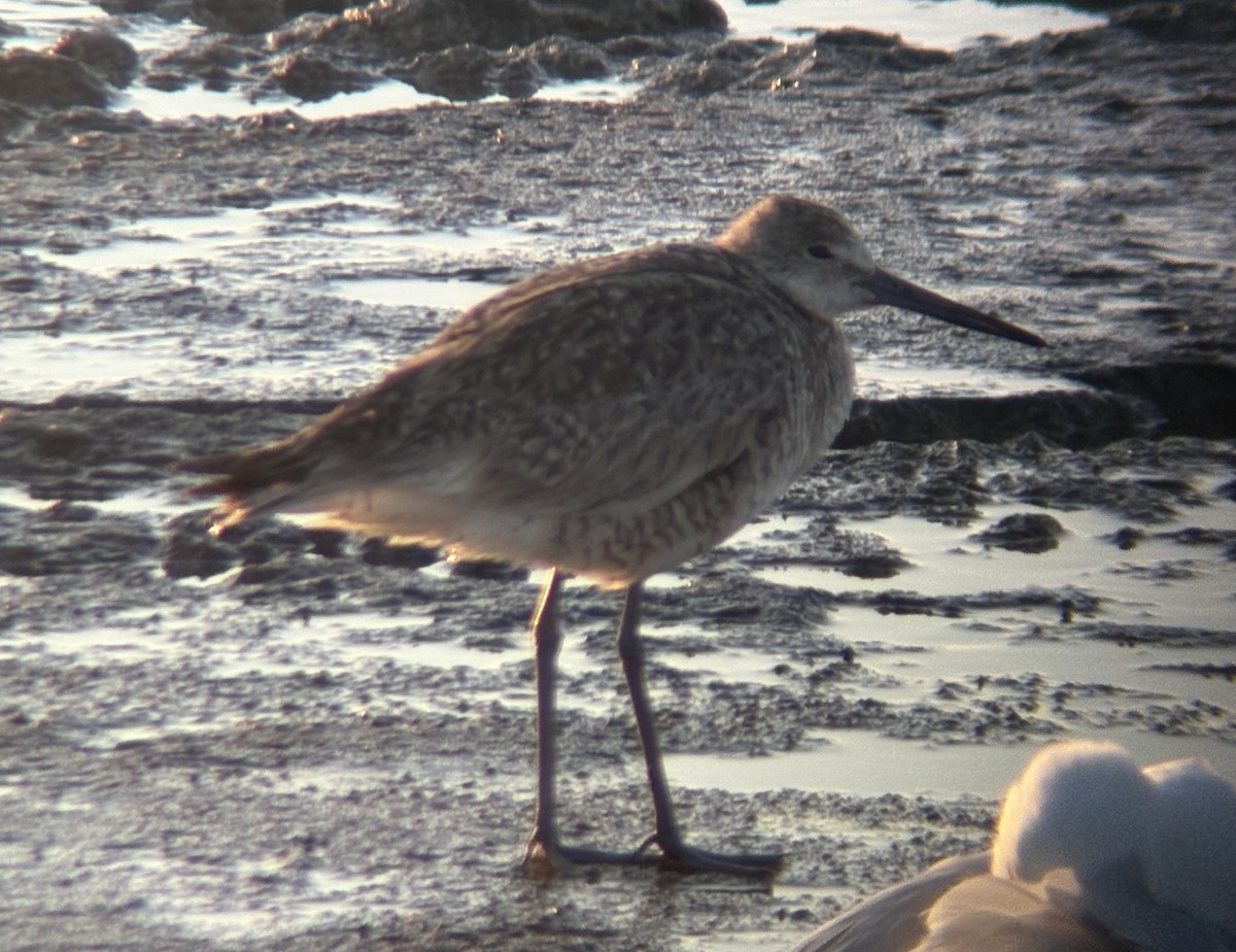 Willet - ML639083224