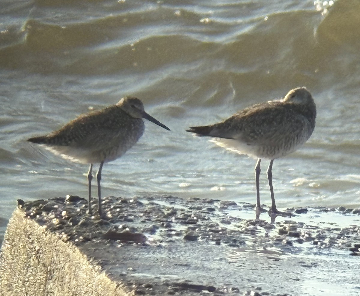 Willet - ML639083225