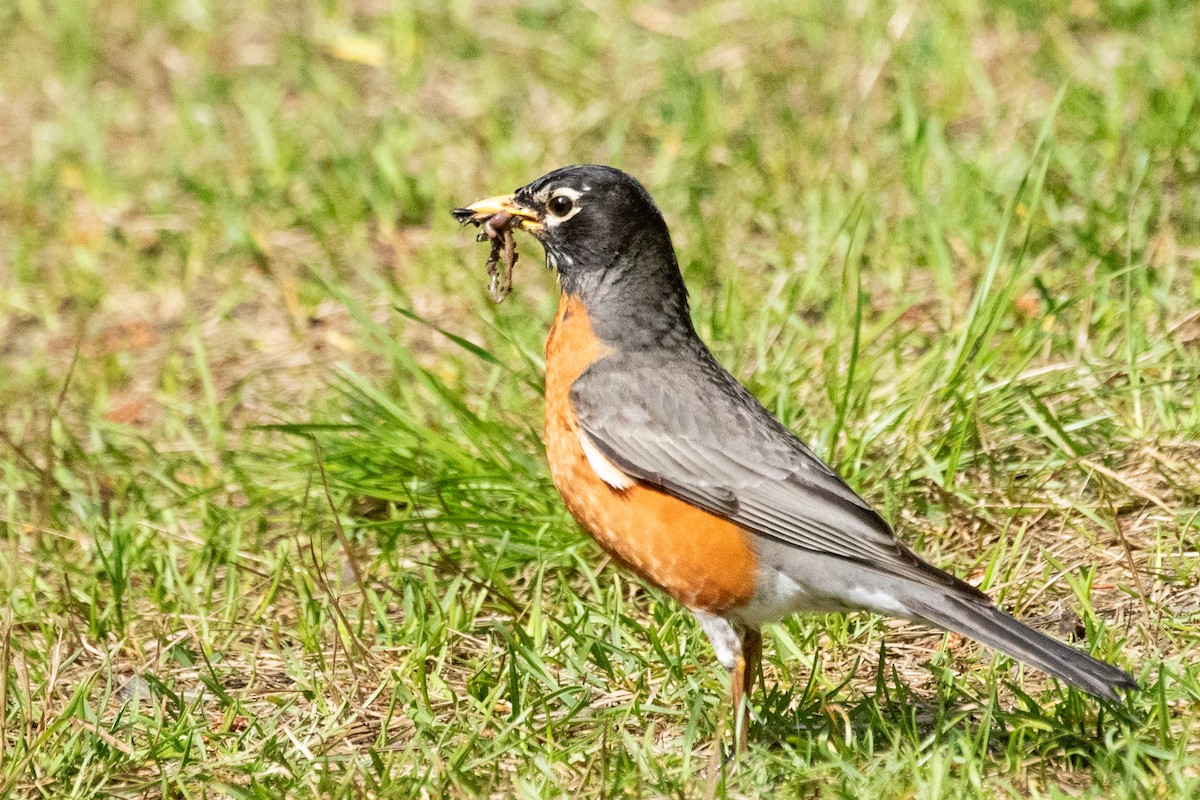 American Robin - ML639083227