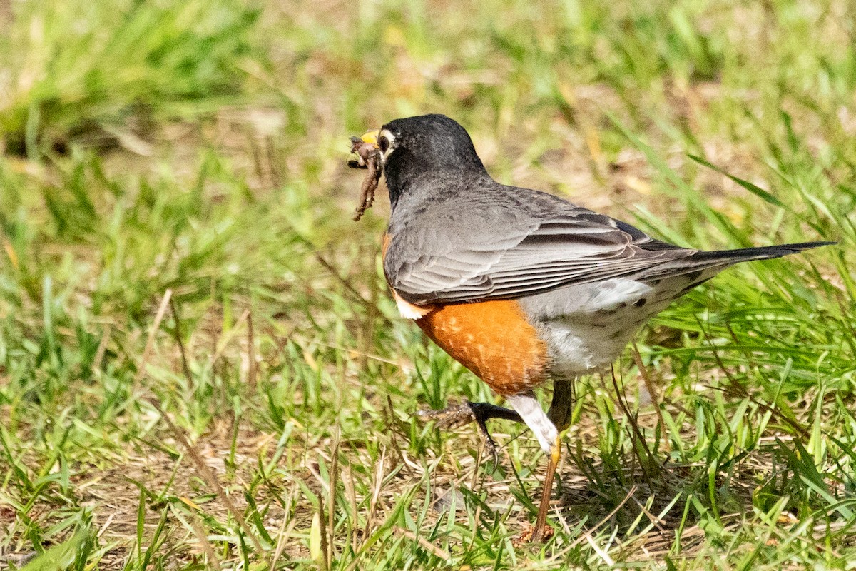 American Robin - ML639083228