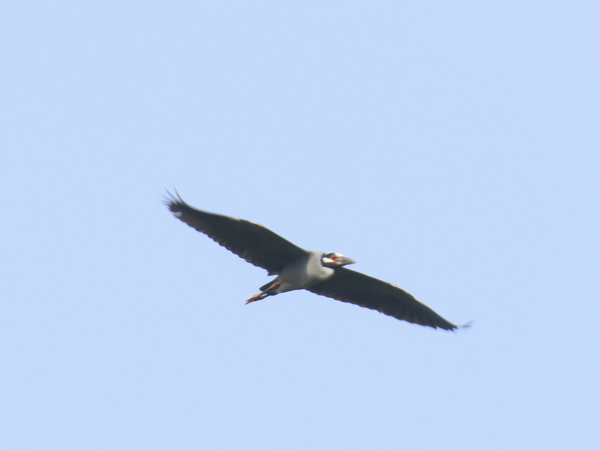 Yellow-crowned Night Heron - ML639083229