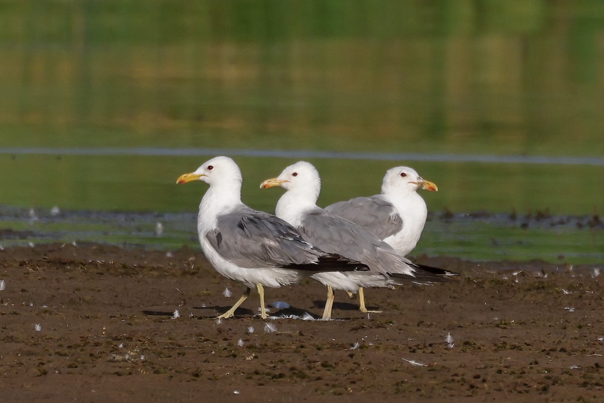 California Gull - ML639083230