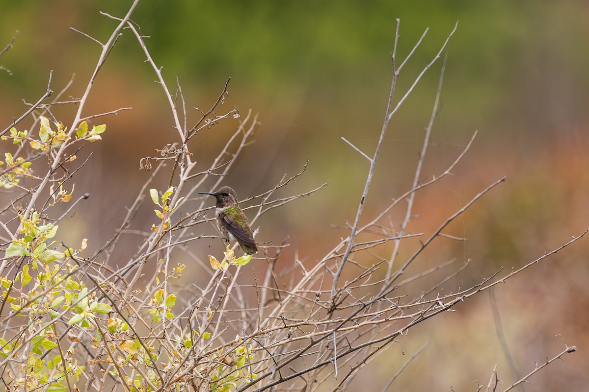 Anna's Hummingbird - ML639083231
