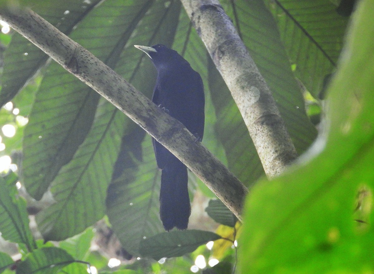 Ecuadorian Cacique - ML639083232