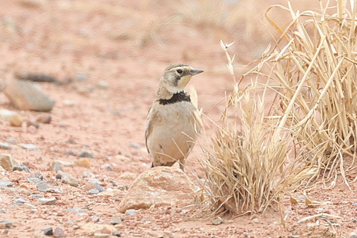 Horned Lark - ML639083234