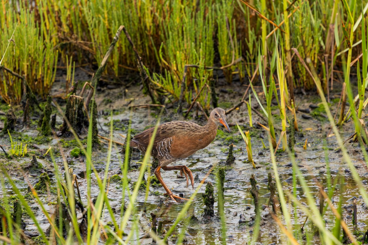 Ridgway's Rail - ML639083235
