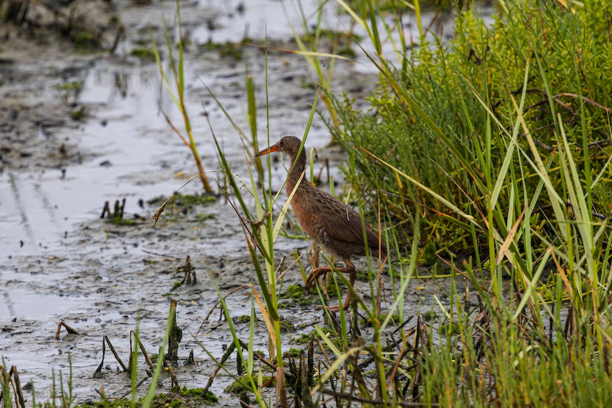Ridgway's Rail - ML639083236
