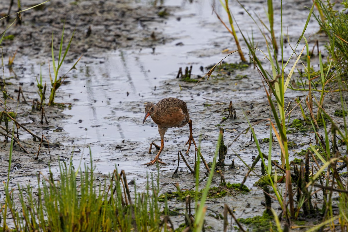 Ridgway's Rail - ML639083237