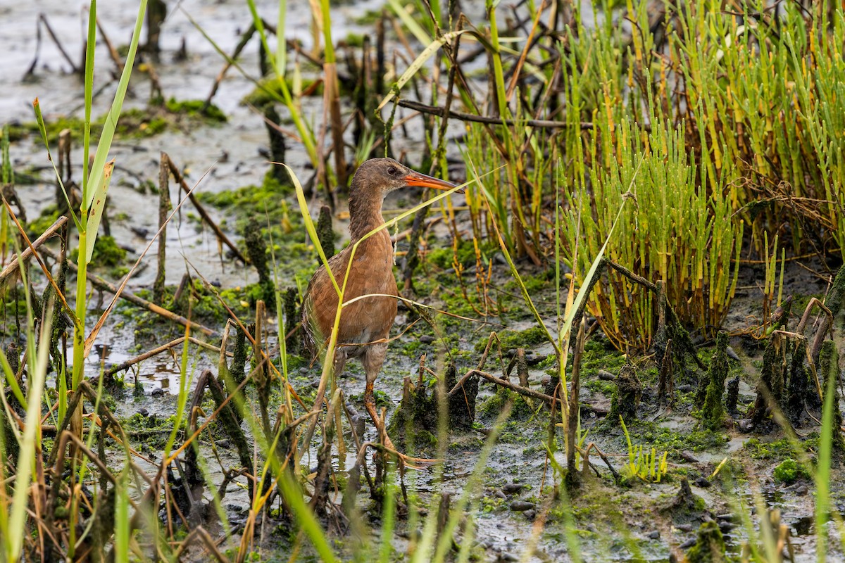 Ridgway's Rail - ML639083238
