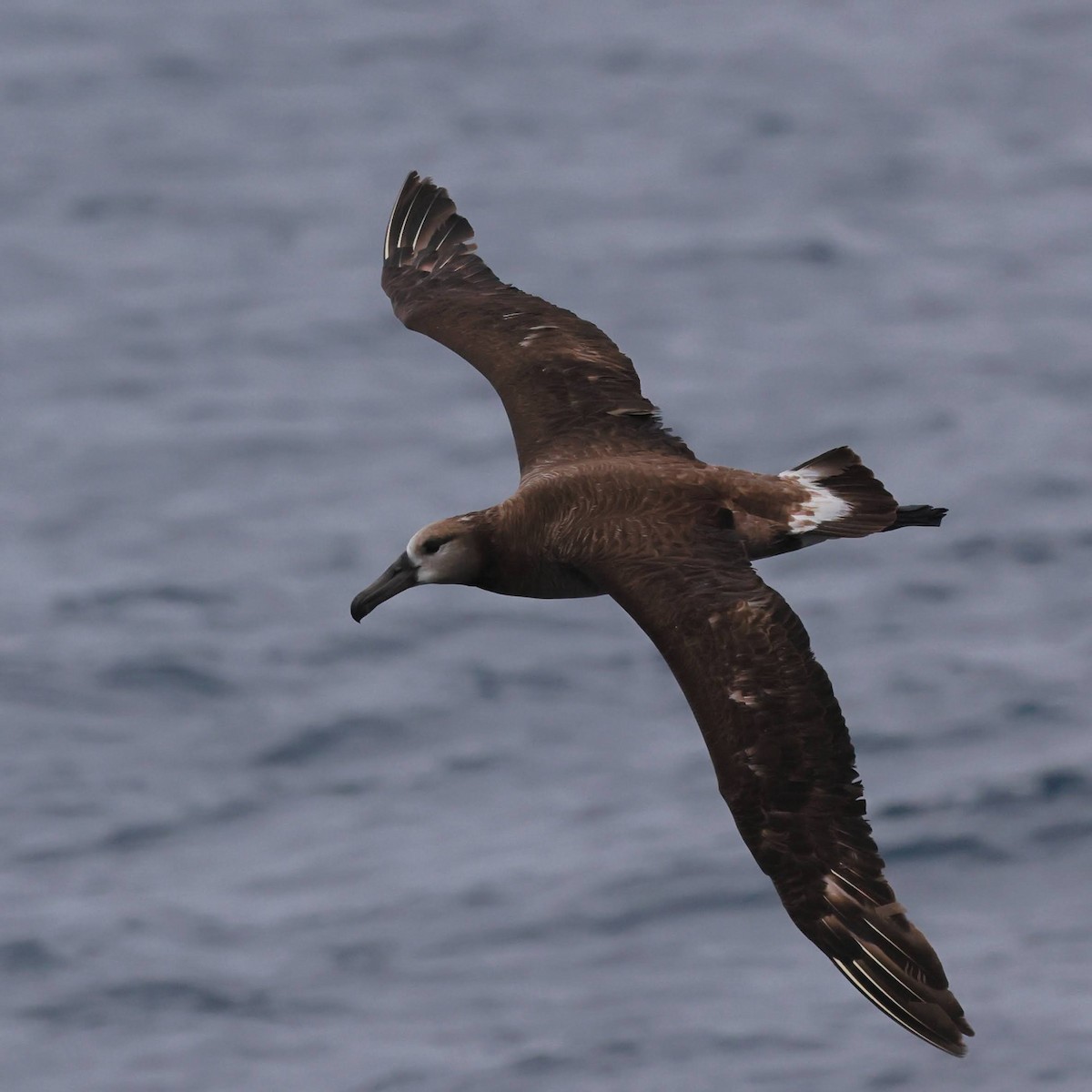 Black-footed Albatross - ML639083239