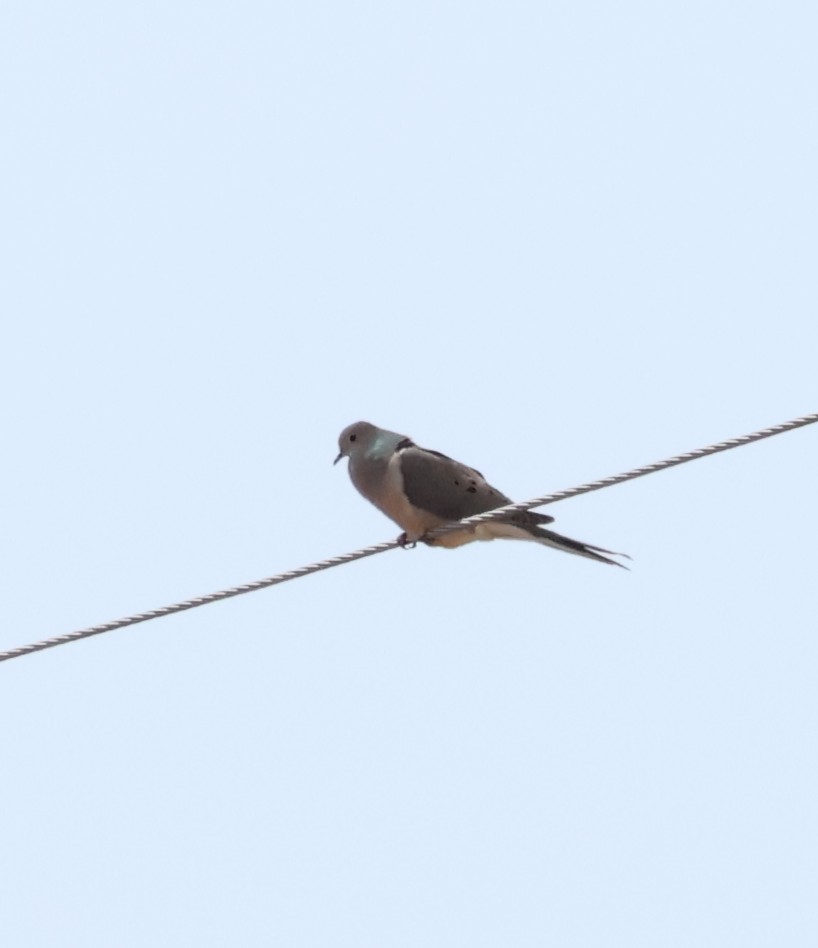 Mourning Dove - ML639083241