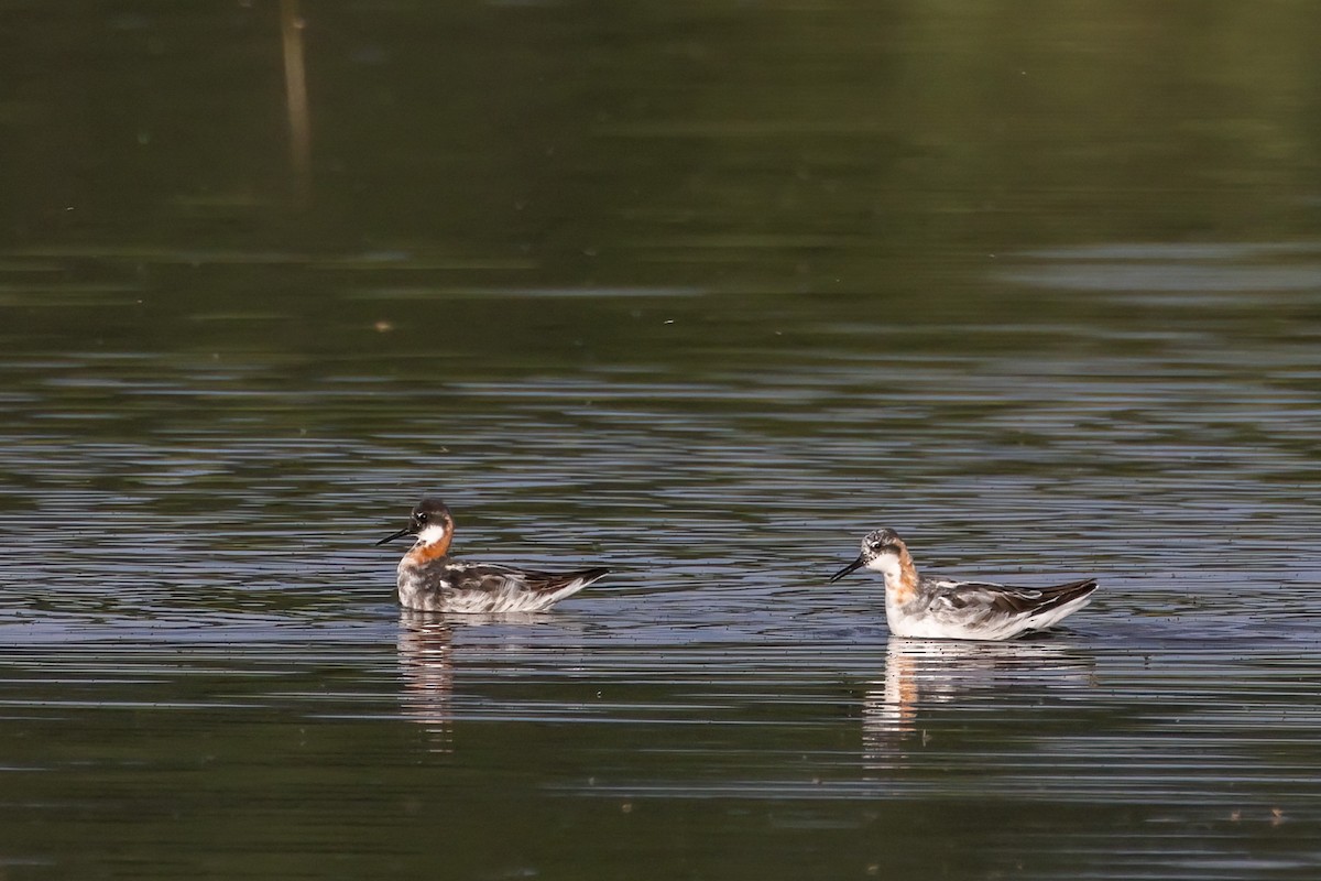 Red-necked Phalarope - ML639083242