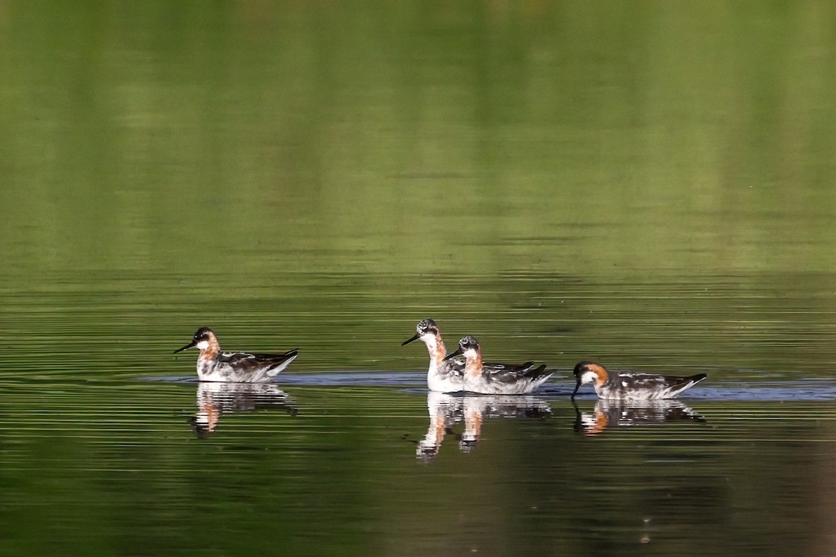 Red-necked Phalarope - ML639083243