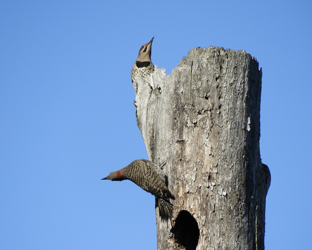 Northern Flicker - ML639083252