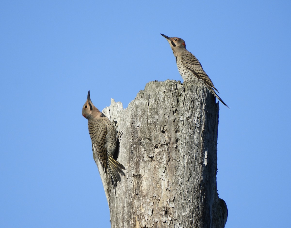 Northern Flicker - ML639083254