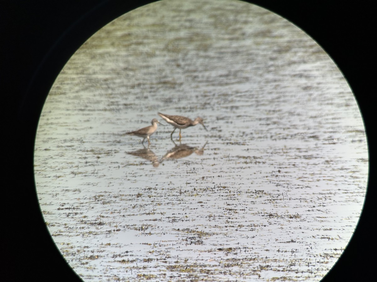 Lesser Yellowlegs - ML639083267