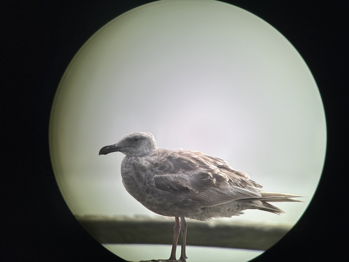 Glaucous-winged Gull - ML639083344