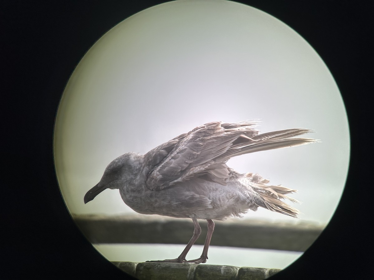 Glaucous-winged Gull - ML639083353