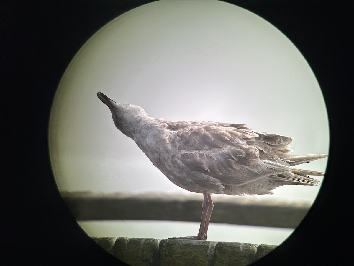Glaucous-winged Gull - ML639083360