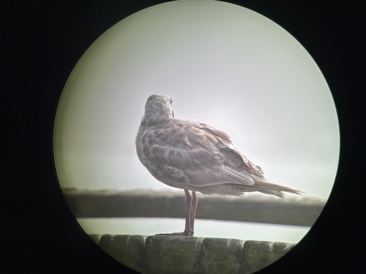 Glaucous-winged Gull - ML639083364