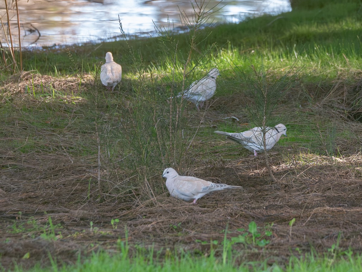 African Collared-Dove - ML639083365