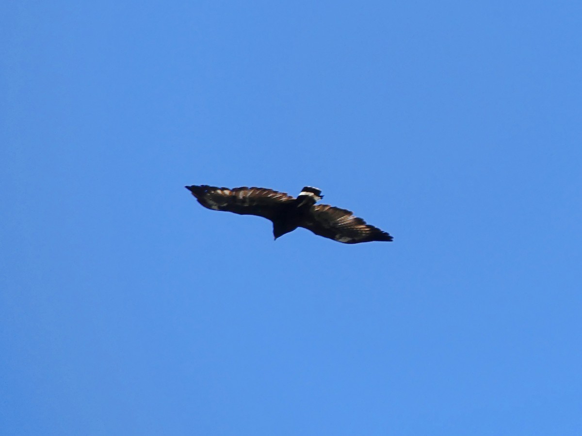Common Black Hawk - ML639083368