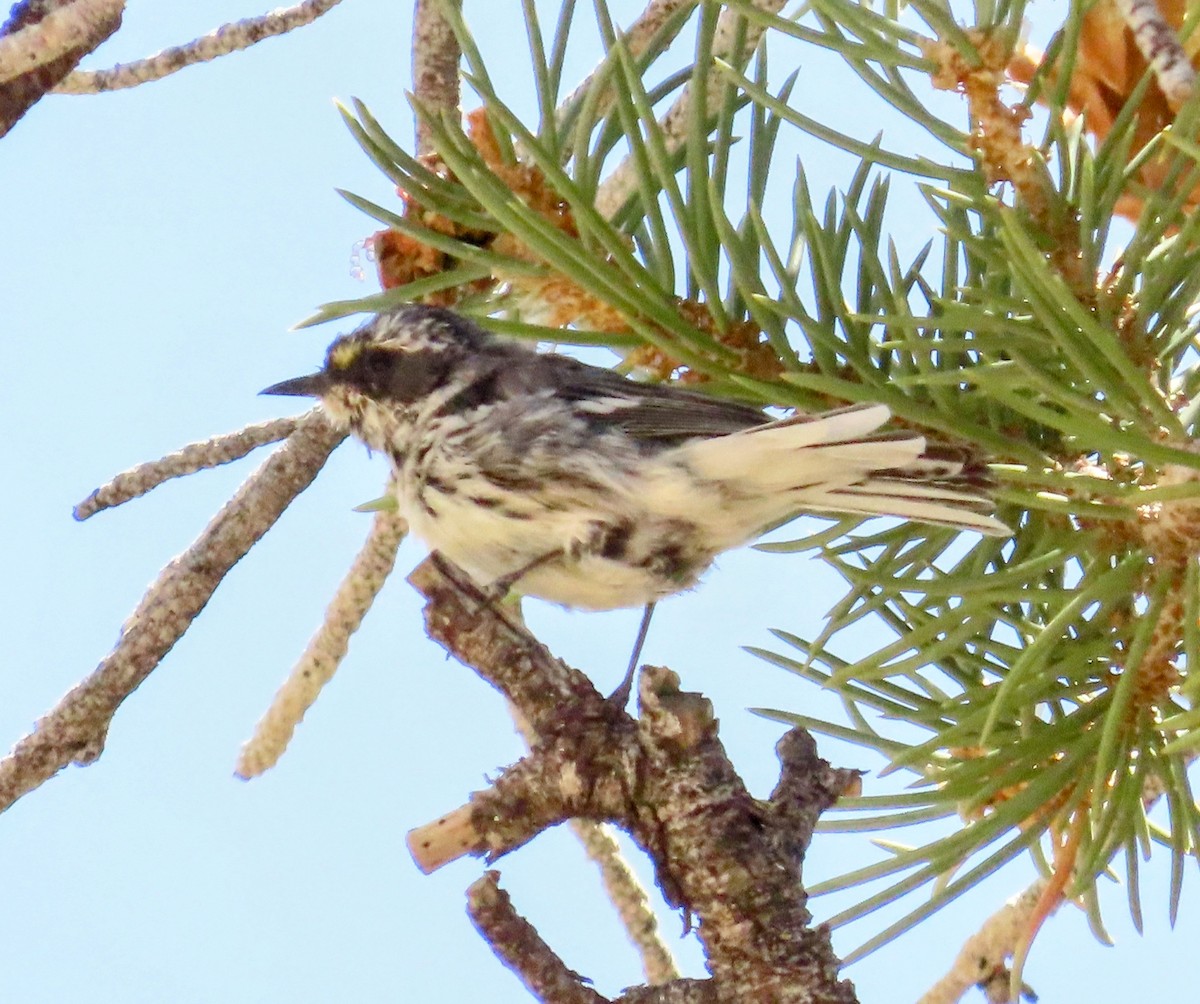Black-throated Gray Warbler - ML639083369