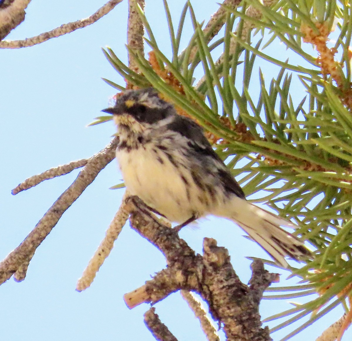 Black-throated Gray Warbler - ML639083370