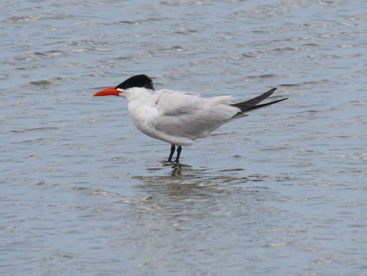 Caspian Tern - ML639083372
