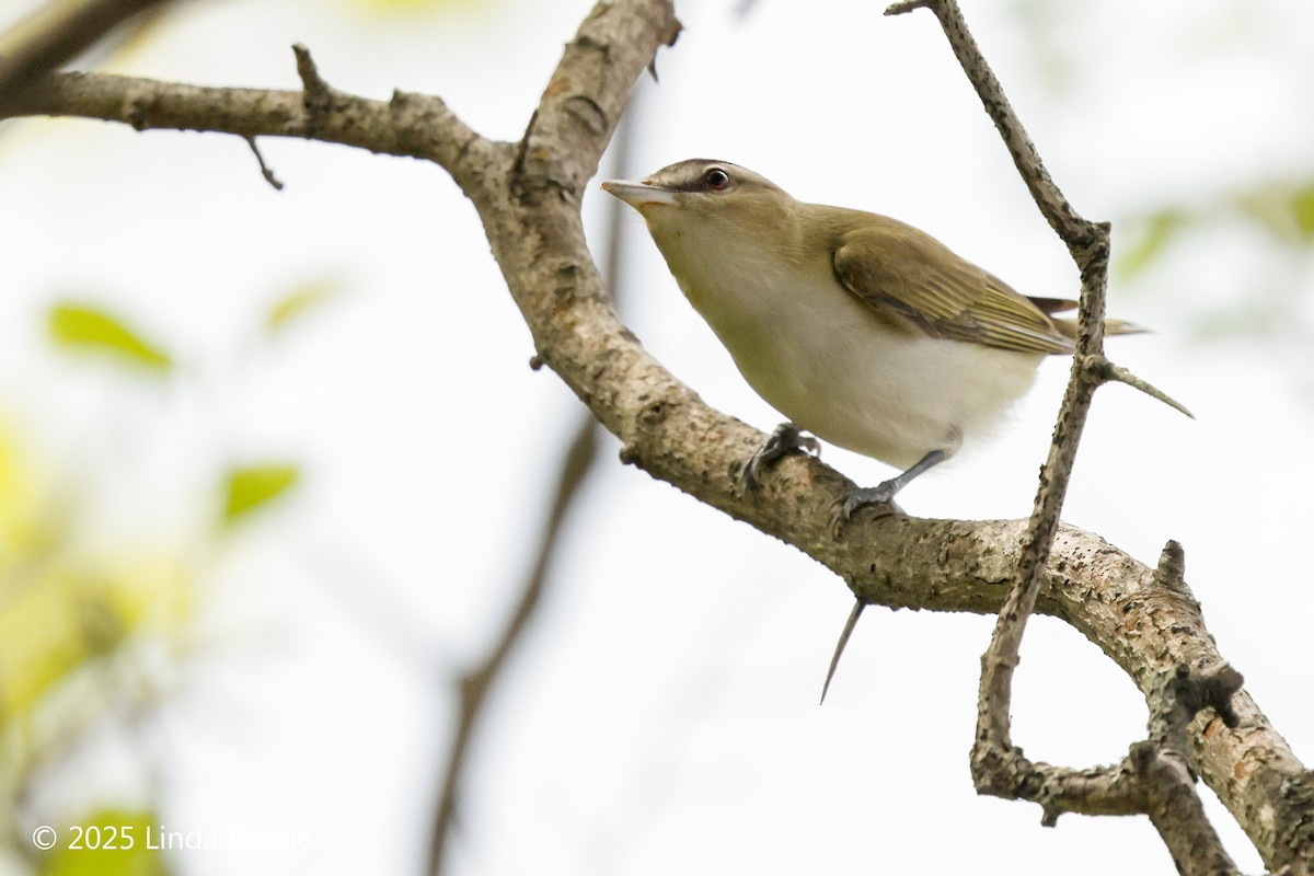 Red-eyed Vireo - ML639083375