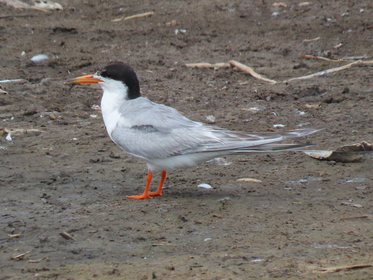 Forster's Tern - ML639083377