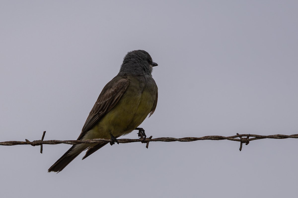 Cassin's Kingbird - ML639083378