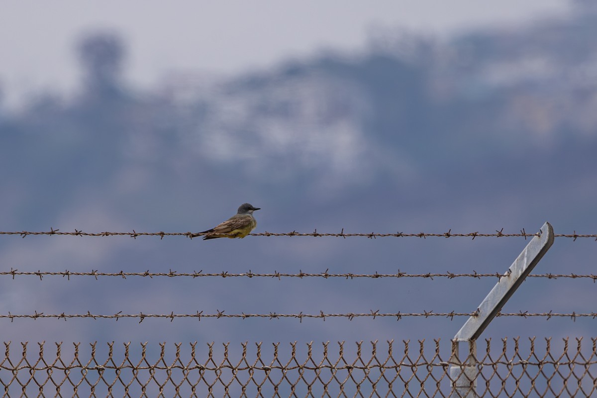 Cassin's Kingbird - ML639083379
