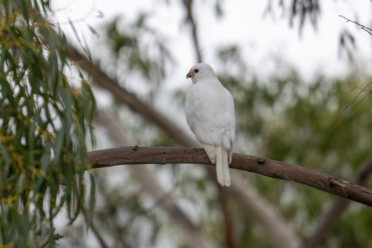 Gray Goshawk - ML639083380