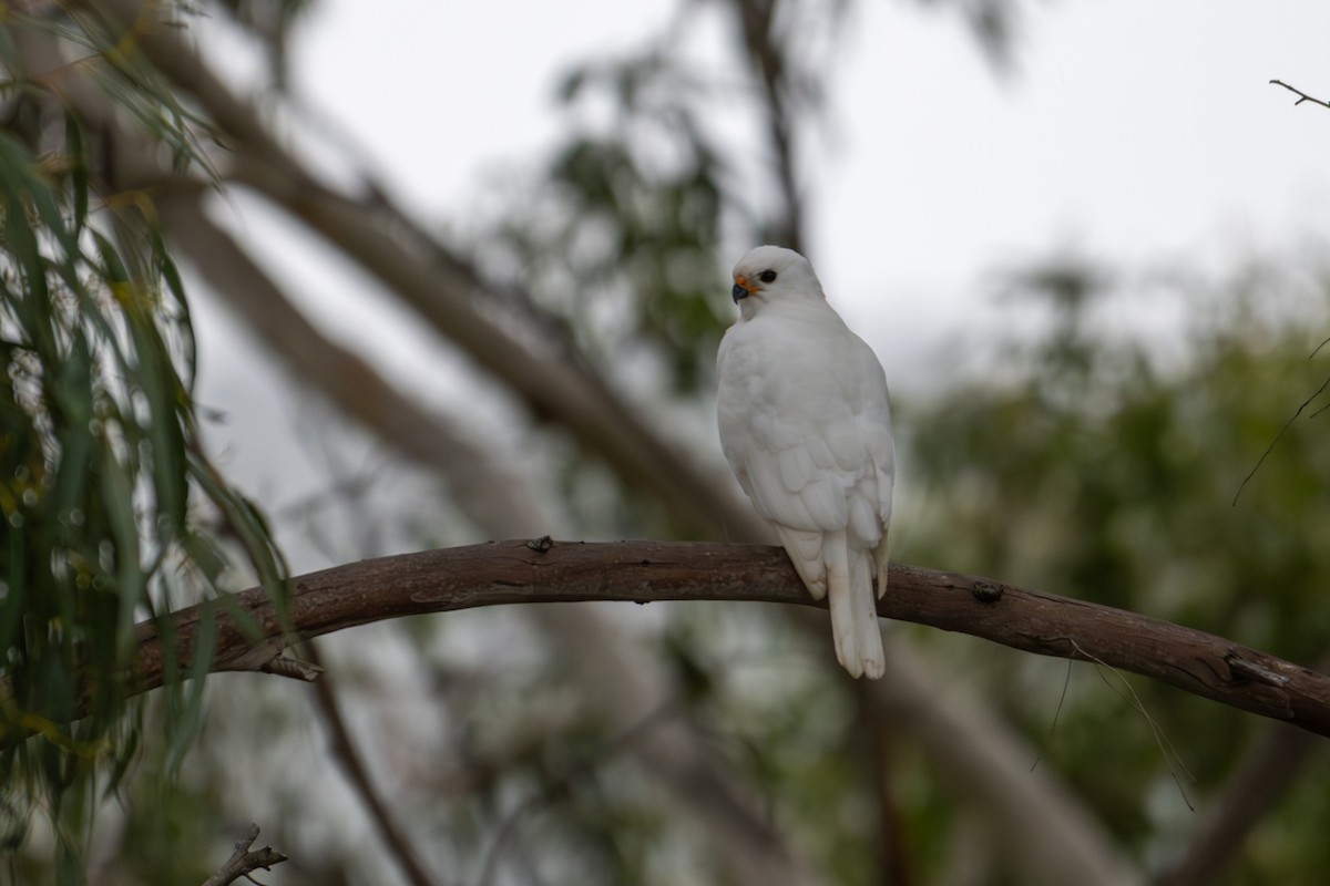 Gray Goshawk - ML639083381