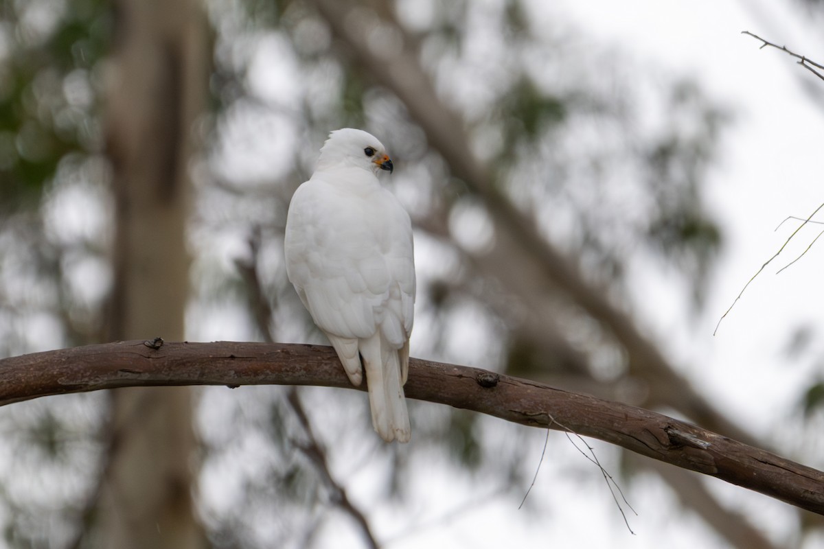 Gray Goshawk - ML639083382
