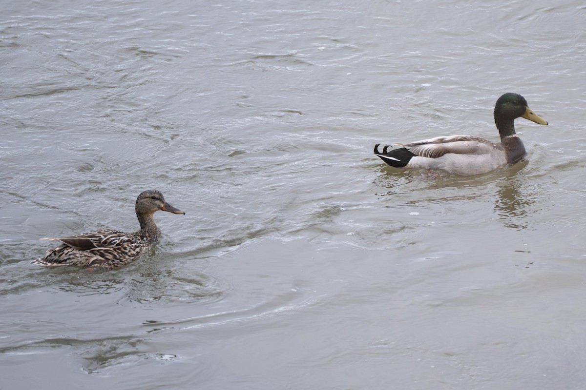 Mallard - ML639083384