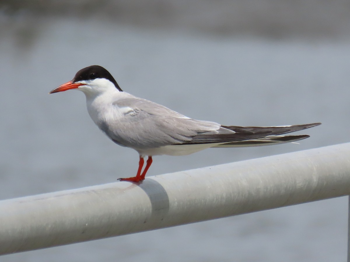 Common Tern - ML639083385