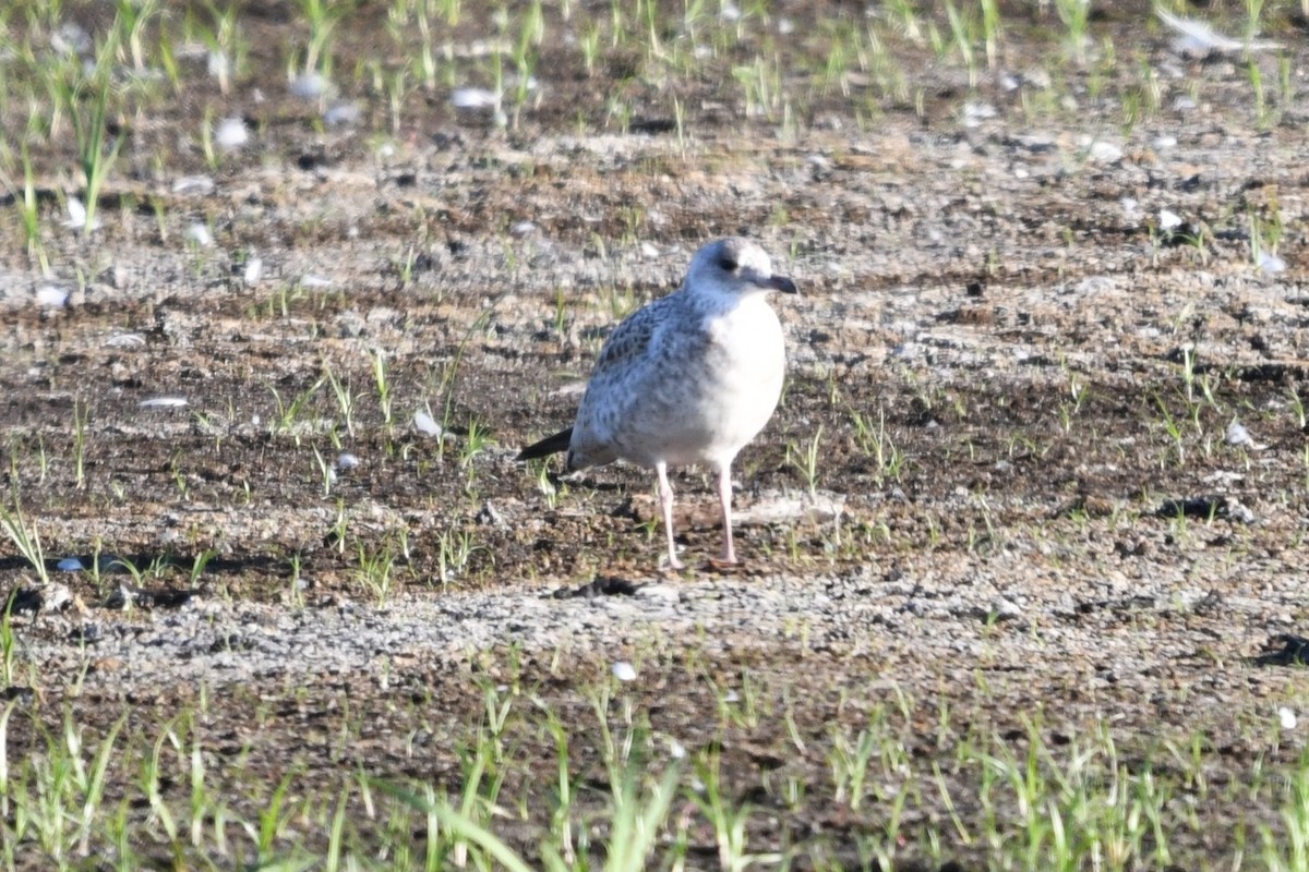 Ring-billed Gull - ML639083386