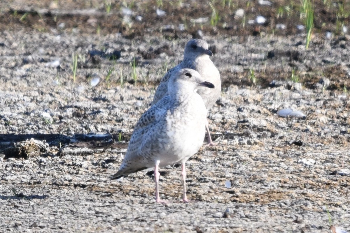 Ring-billed Gull - ML639083387