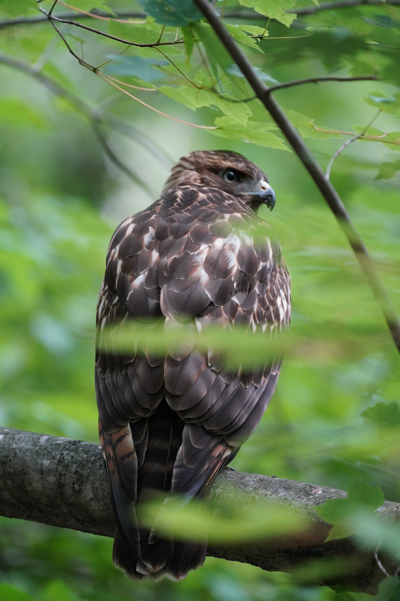 Red-shouldered Hawk - ML639083388