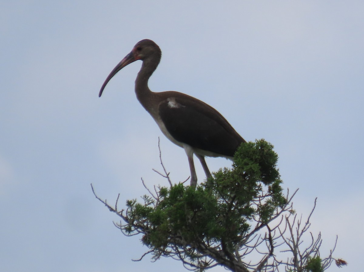 White Ibis - ML639083391