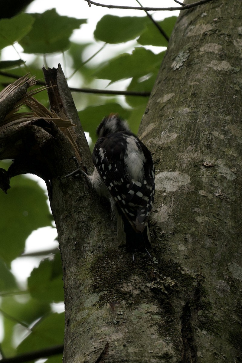 Downy Woodpecker - ML639083392