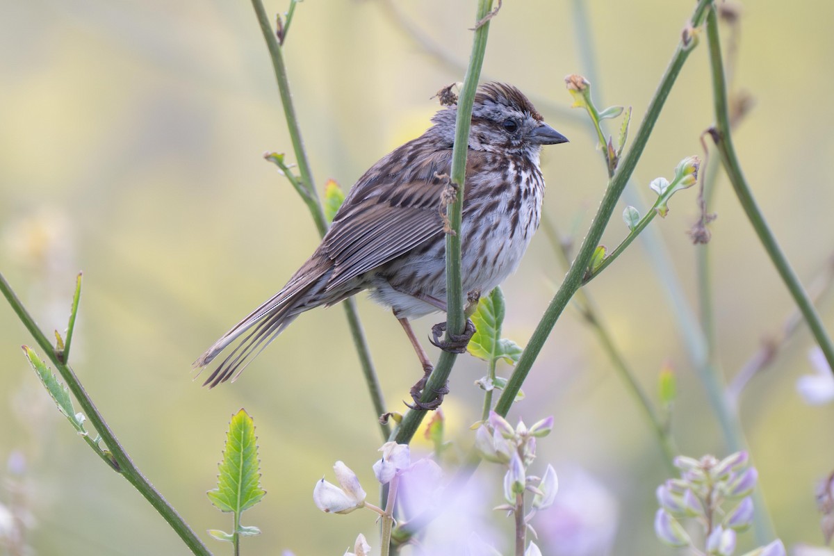 Song Sparrow - ML639083393