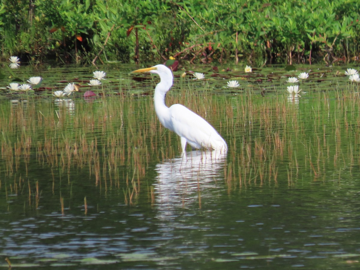 Great Egret - ML639083398