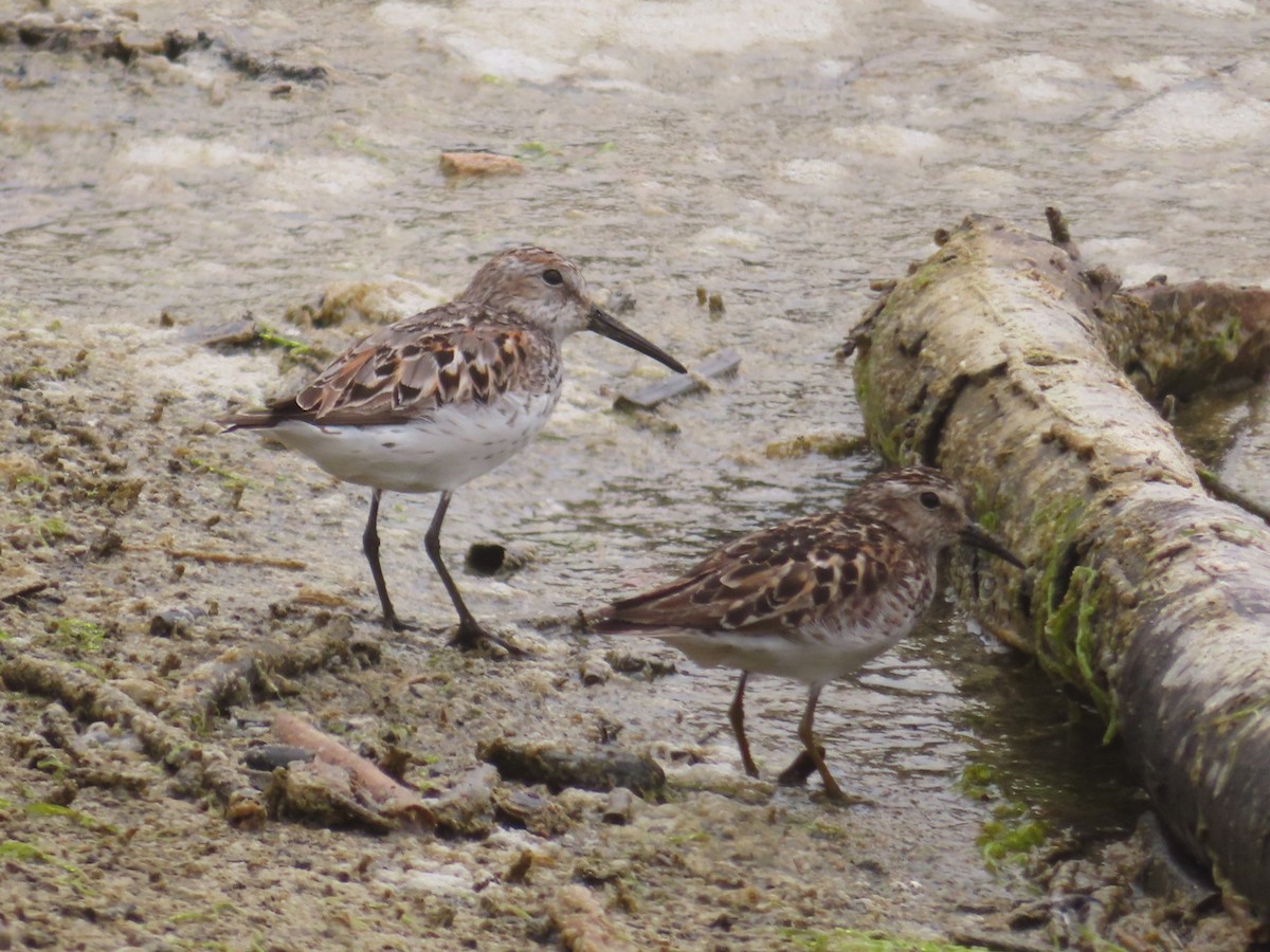Western Sandpiper - ML639083399