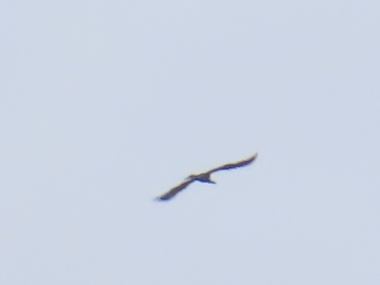 Anhinga - ML639083400