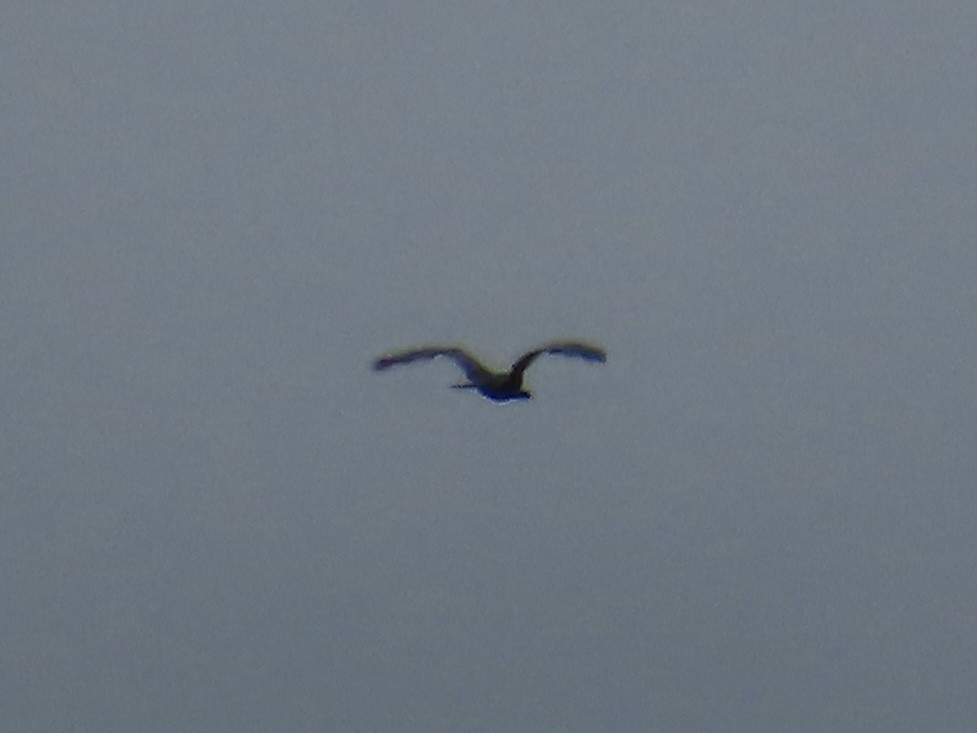 Anhinga - ML639083402